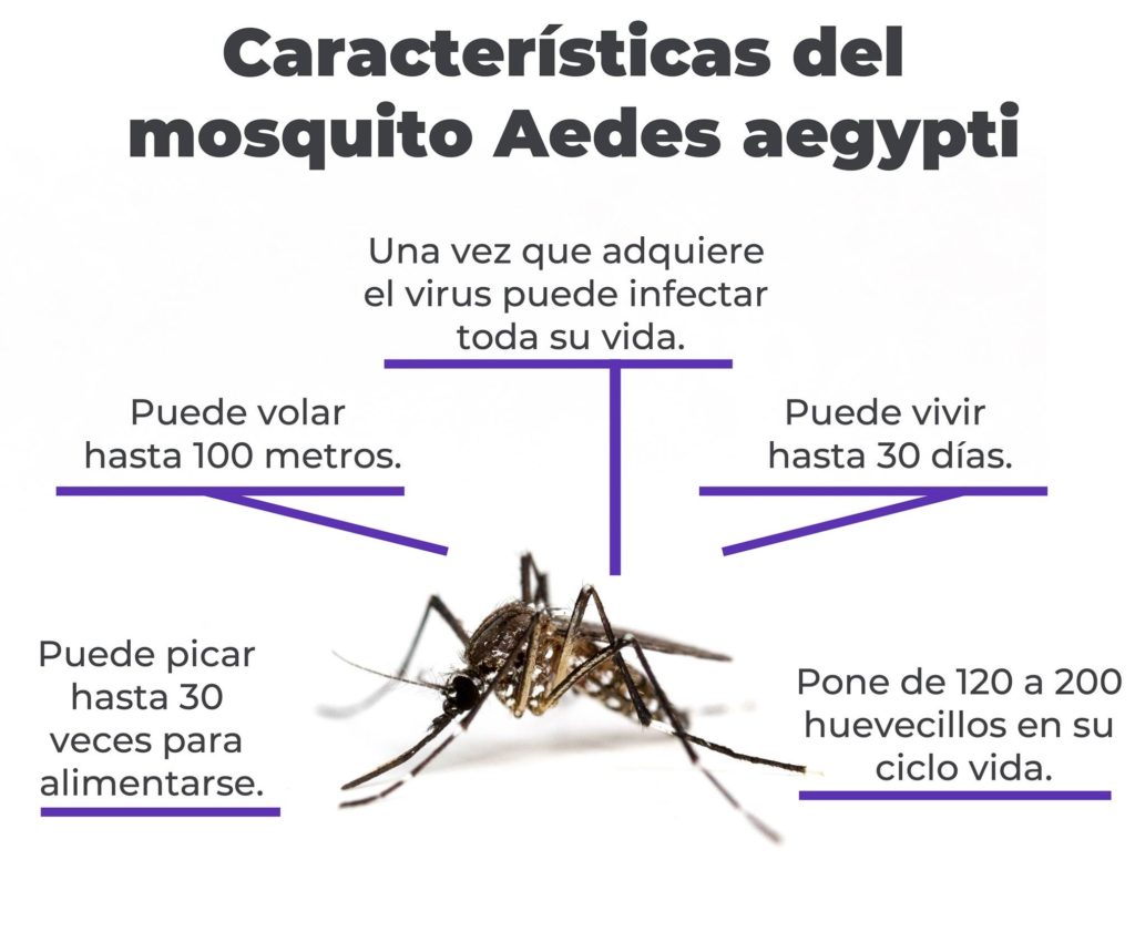 mosquito aedes aegypti