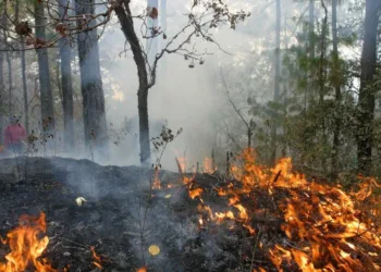 Avances en el combate de incendios forestales en Quintana Roo