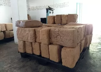 Exportación récord de chicle maya a Japón