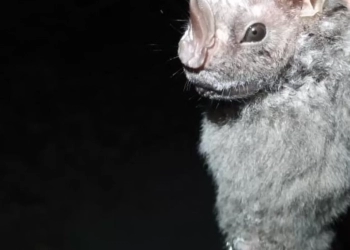 Descubren en Cozumel la Presencia del Murciélago Ojón Peludo