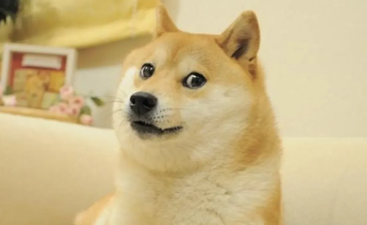 Muere Kabosu, la icónica perra que inspiró el meme Doge y la Dogecoin