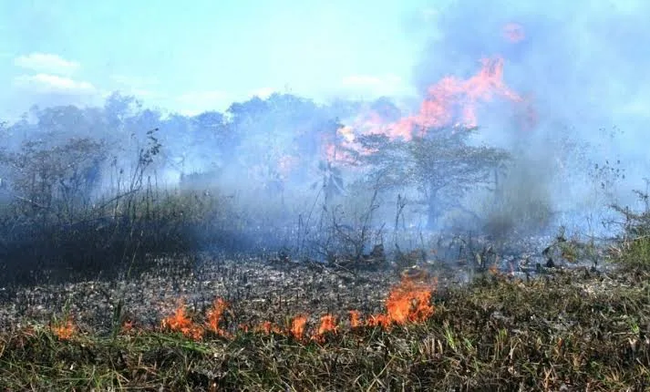 Aumento alarmante de incendios forestales en Quintana Roo en 2024