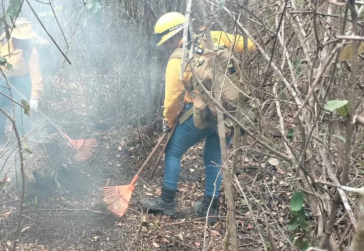 Menonitas incendian 5,200 hectáreas de selva en Q Roo