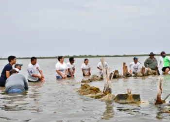 FPMC inicia jornada de restauración de manglar