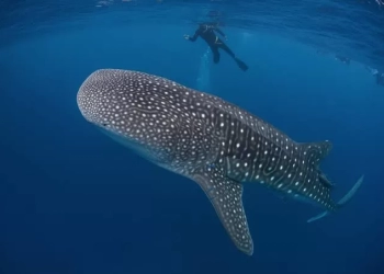 Tiburones ballena en peligro por colisión con embarcaciones