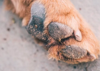 Maltrato animal en Playa del Carmen: Perrito muerto por abandono