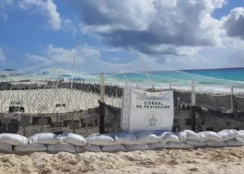 Huracán “Beryl” Amenaza Nidos de Tortuga en Quintana Roo