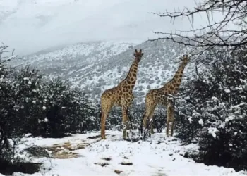 Nieve en Sudáfrica: Otra advertencia del futuro que traerá el cambio climático