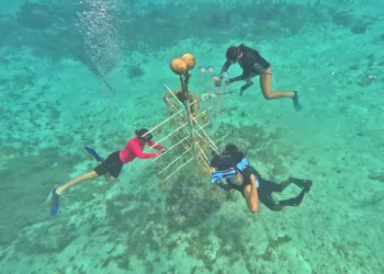 Fundación de parques y museos de Cozumel impulsa conservación de arrecifes