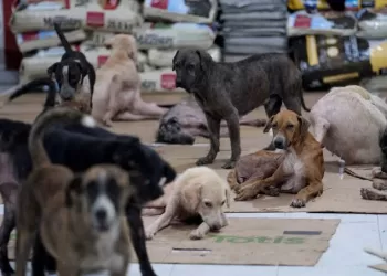 Quintana Roo protege a mascotas y animales callejeros durante el paso del huracán Beryl