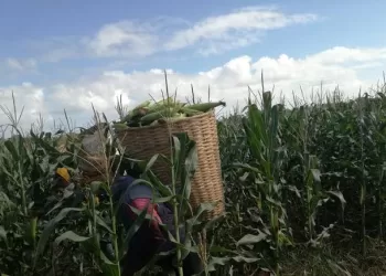Campesinos exigen vigilancia de plaguicidas peligrosos en Quintana Roo