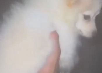 Detiene FGE a un extranjero por maltrato animal en Cancún