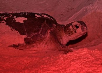 FPMC marca 584 nidos de tortugas en la presente temporada