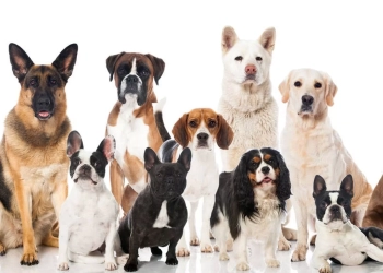 Estudio Revela que los Perros Comprenden Palabras Específicas Independientemente del Lenguaje Corporal