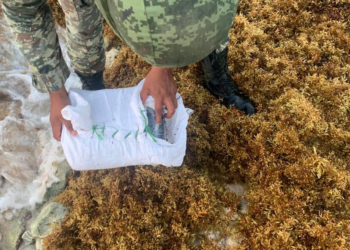 Incautan cocaína en playas de Quintana Roo traída por el sargazo