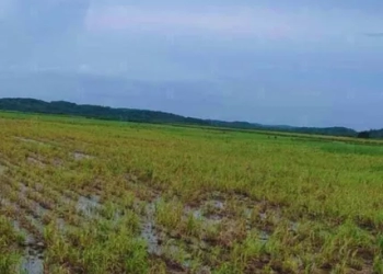 Productores Cañeros piden 50 Millones por inundaciones del Tren Maya