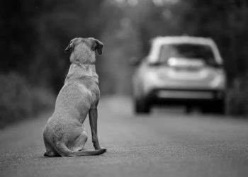 Ley del bienestar animal de las leyes menos sancionadas en Q.Roo