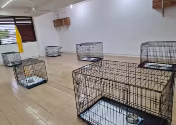 Chetumal brinda refugio para animales por la tormenta tropical “Nadine”