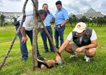 Rescatan a Oso Hormiguero Herido en Cancún: Atención Veterinaria y Protocolo de Recuperación en Marcha