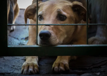 160 mil firmas por los derechos animales: ¡Exige que el Congreso actúe ya!