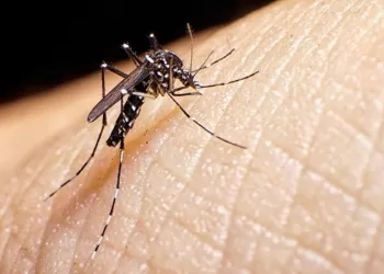 Claves para evitar el mosquito del Dengue