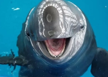 Vaquita Marina Al borde de la extinción