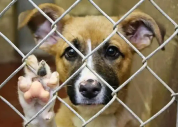 Reforma federal eleva a rango constitucional el cuidado y bienestar de los animales en Q.Roo