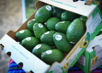 ¡Una meta de 30 años alcanzada! Estados Unidos abre sus puertas al aguacate Hass guatemalteco