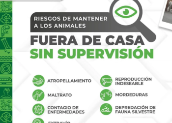Paseos seguros: protege a tus mascotas y comunidad