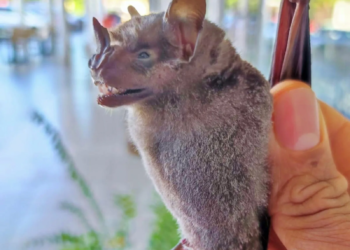Rescatan y liberan 150 animales silvestres en Cozumel 2024