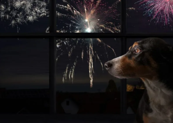 El Impacto de los fuegos artificiales en las mascotas
