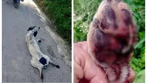 Vinculan a proceso a que arrastro a perrita con su motocicleta