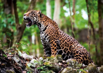 Nuevo acuerdo para gestionar fauna en el Tren Maya