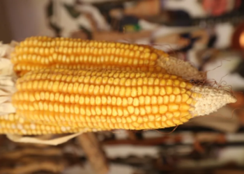 México pierde disputa sobre maíz transgénico con EE. UU.