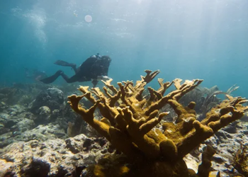 Quintana Roo acoge el simposio mundial “Reef Futures”