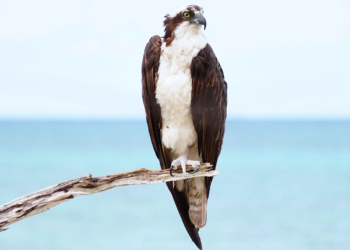 Monitoreo de aves en punta sur resalta biodiversidad en Cozumel