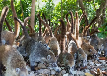 Parque Coatí en Cancún: conservación y comunidad en acción
