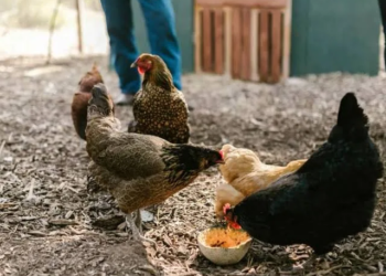 Escasez ante huevos impulsa el alquiler de gallinas en EE.UU.