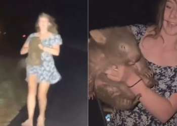 Influencer causa indignación al atrapar cría de wombat