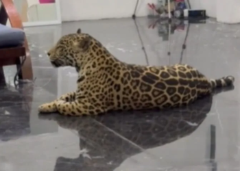 Jaguar asegurado en cateo del rastro municipal de Puebla
