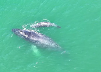 Ballena protegida: Nace cría de jorobada en Zihuatanejo