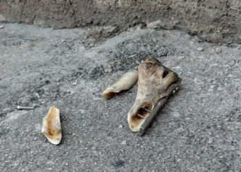Descubren osamenta luego de que los perros se empezaron a comer los huesos