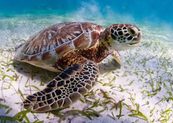 Se protegerán 80 kilómetros de playa para las tortugas marinas