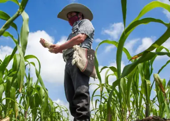 Sheinbaum impulsa campo mexicano con millonaria inversión alimentaria