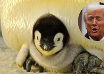 Trump impone aranceles a islas habitadas con focas y pingüinos