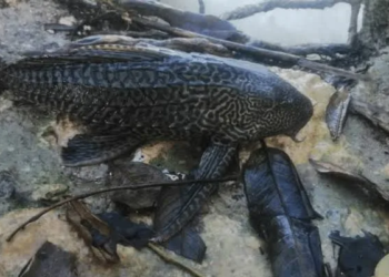 Alerta por pez diablo en Bahía de Chetumal