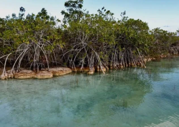 Quintana Roo: Líder nacional en conservación ambiental