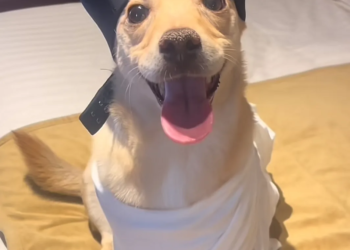 Perrovost XIV: El perrito que se volvió Papa