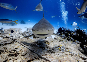 Quintana Roo une esfuerzos para proteger a los tiburones como guardianes del océano