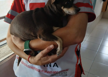 Chihuahua